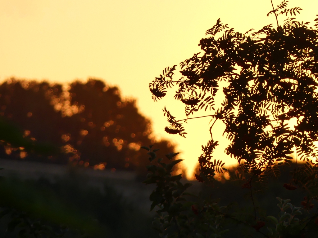 Morgendämmerung